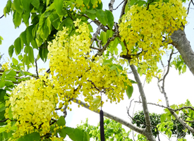腊肠树(猪肠豆) 小图 1