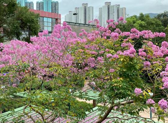 紫花风铃木 大图 1