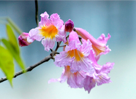 紫花风铃木