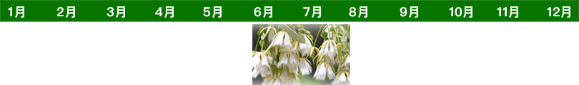 flower-time-list